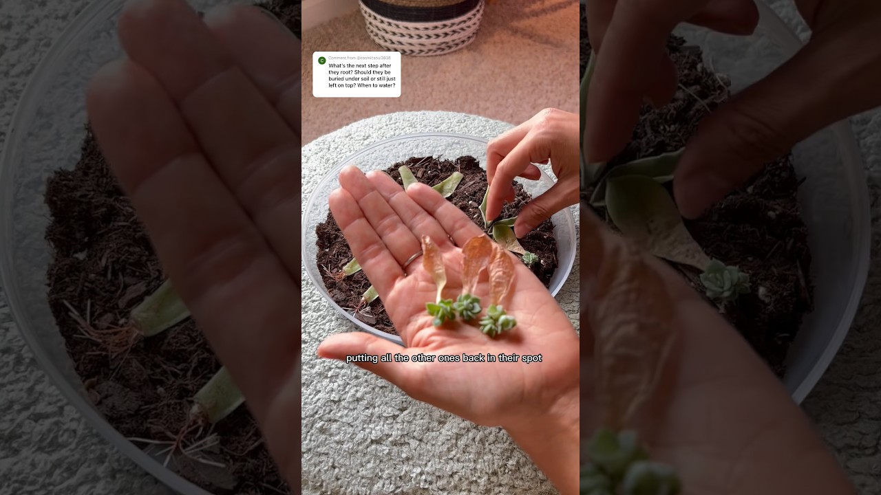 You&rsquo;ve grown your succulents leaves, now what? #plantcare #succulent #propagation