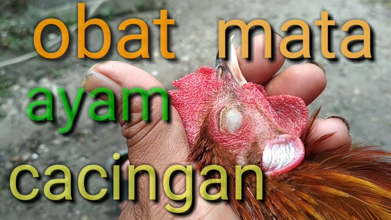 Cara mengobati cacing mata pada ayam