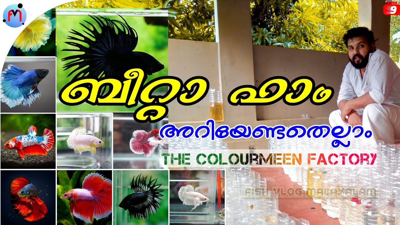 |Betta farm visit|betta breeding|ബീറ്റ ബ്രീഡിങ്|The colour meen factory|