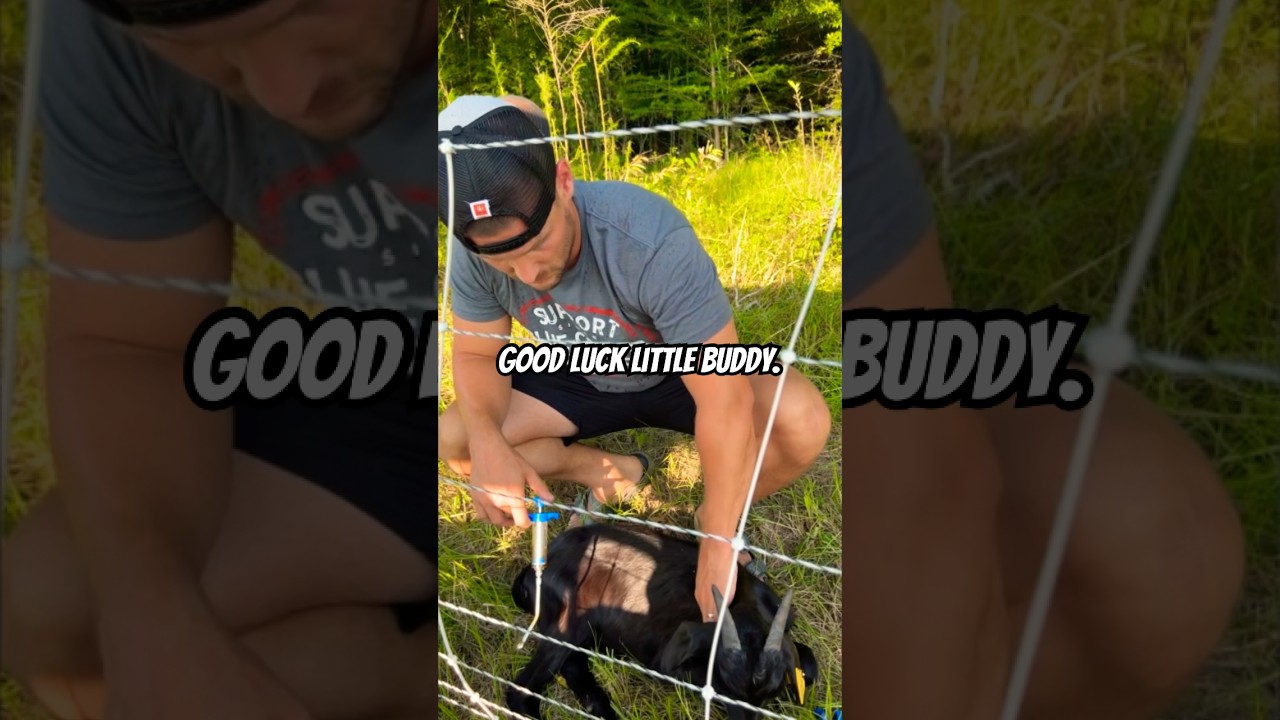 How to #worm a Sick #goat . #goatfarming