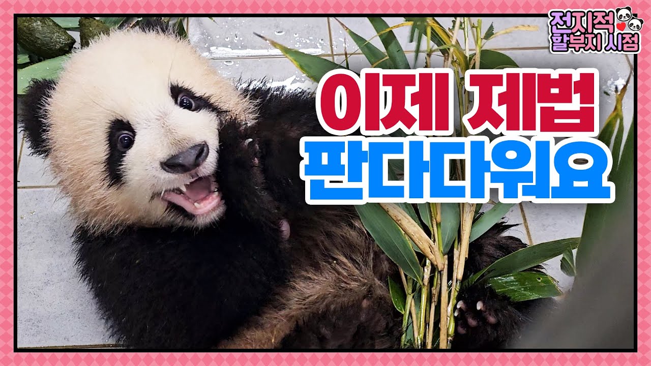 (SUB) Маленькие панды-близнецы играют с камерой🐼│Мир панд