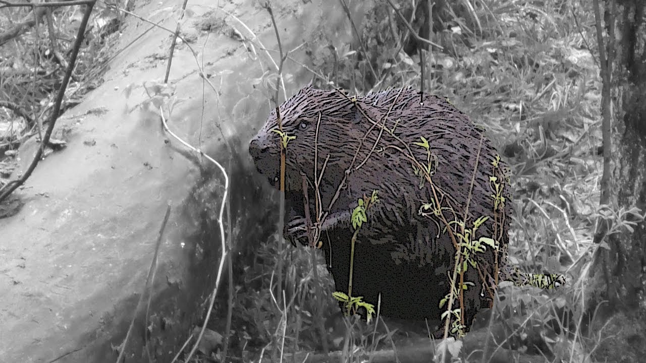 Bliżej natury 4: B&oacute;br (Castor fiber)