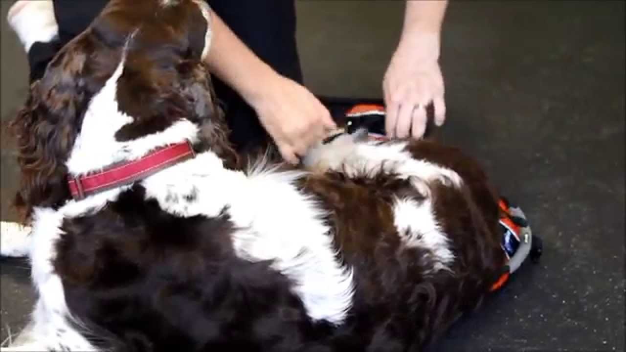 How to: Apply Help'em up Harness