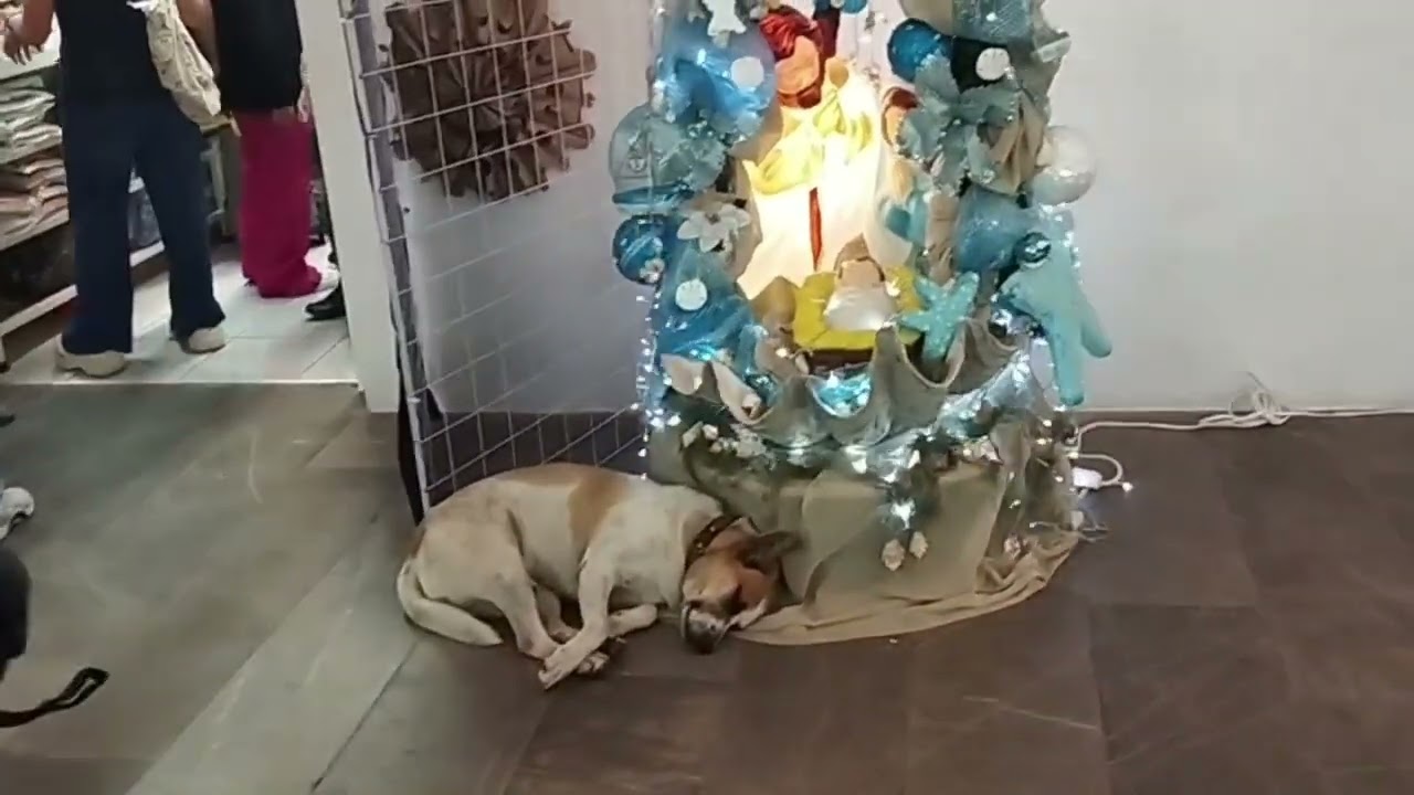 NAVIDAD EN MI HERMOSO VERACRUZ 🥰🎄🎁