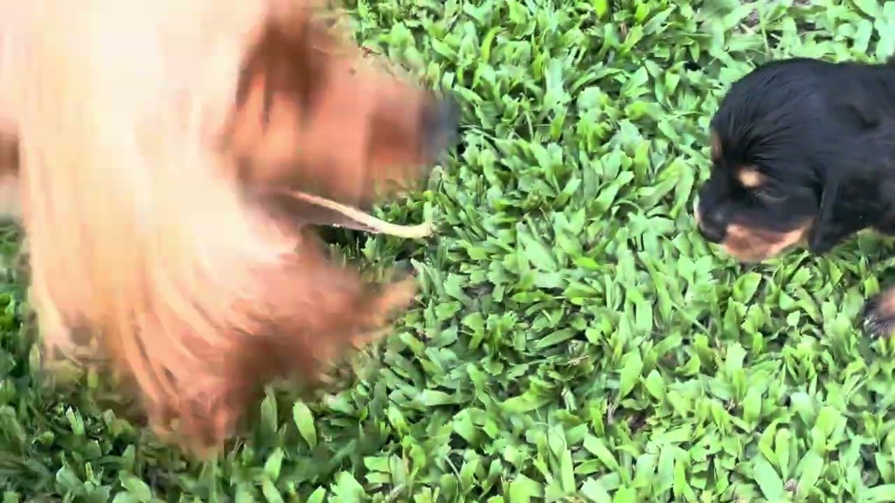 Who lets the dogs out
