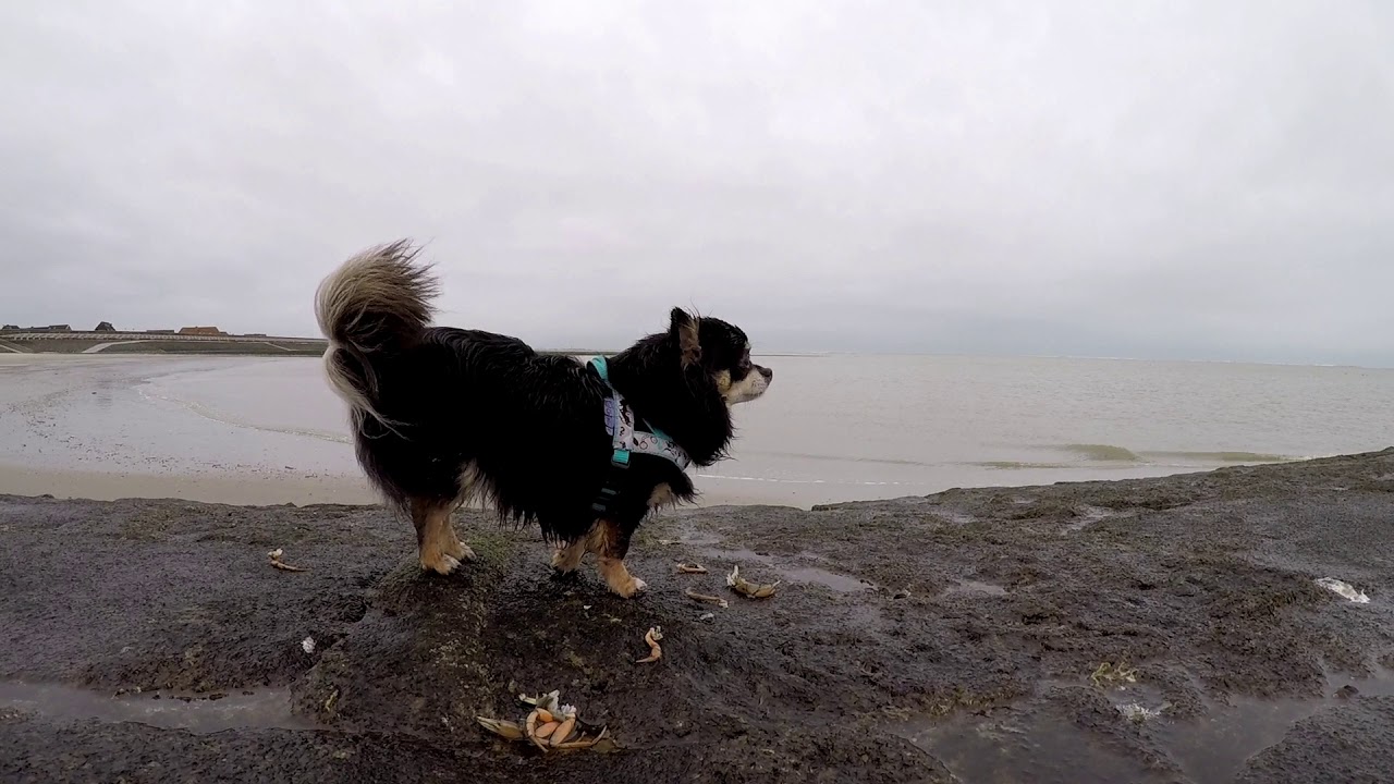 Chihuahua Milli auf Baltrum im Dezember 2017