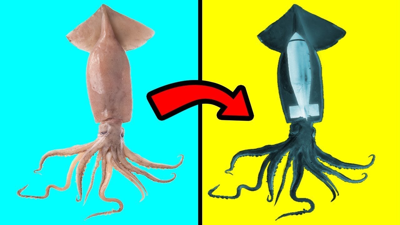 Weirdest Things Ever Found Inside Animals
