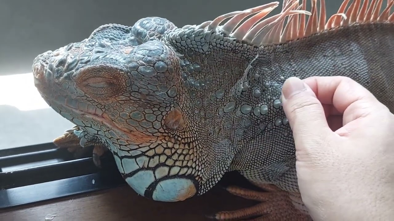 グリーンイグアナの脱皮　背中のトゲトゲは触られたくないみたい!!!イヤイヤの仕草がかわいい　#greeniguana
