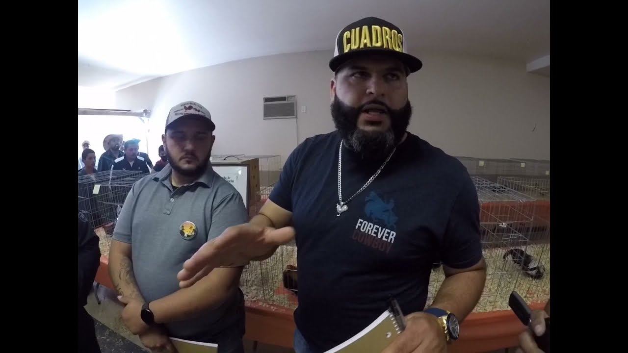 Expo Perris California! Gallitos miniatura aztecas! Saludos a todos amigos! 👍