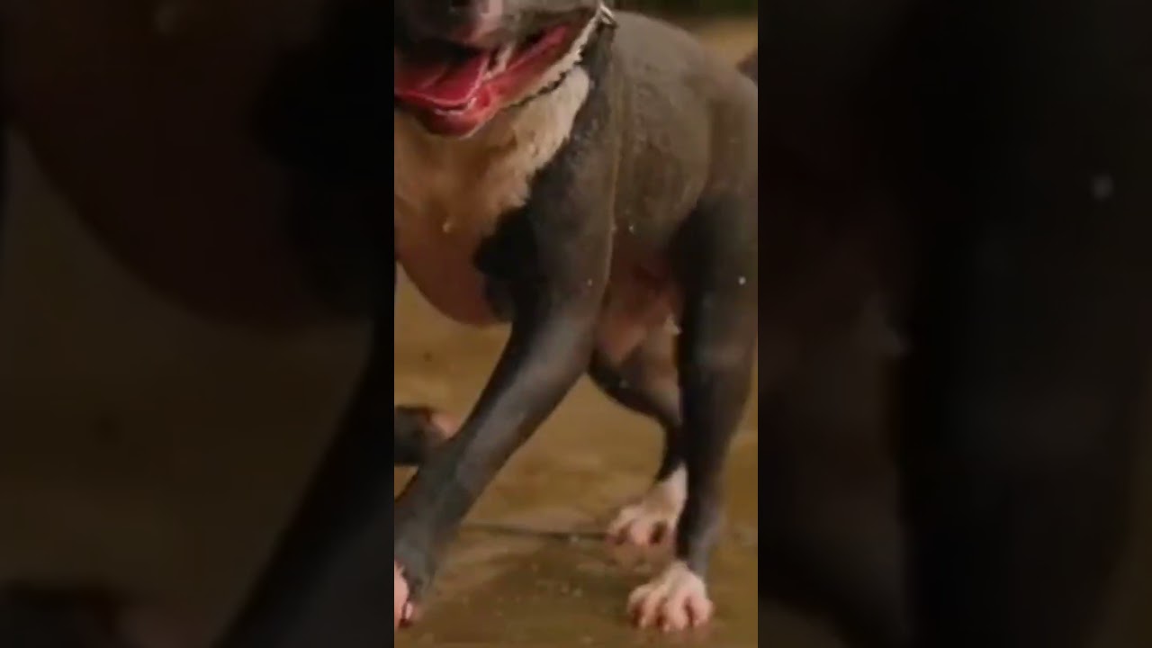 Hard Rock pitbull dog 