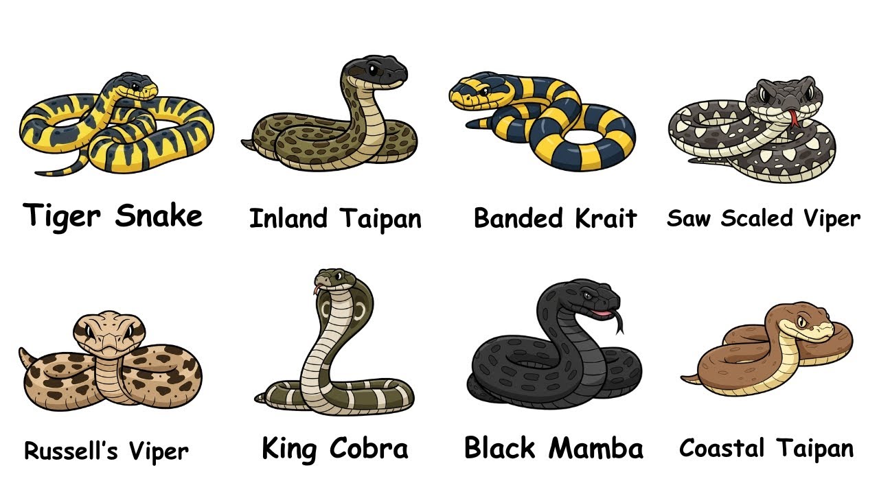 Every DEADLIEST Snakes Explained in 10 Minutes
