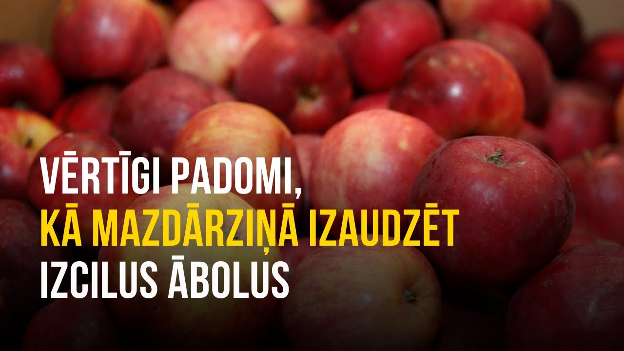 Vērtīgi padomi, kā mazdārziņā izaudzēt izcilus ābolus