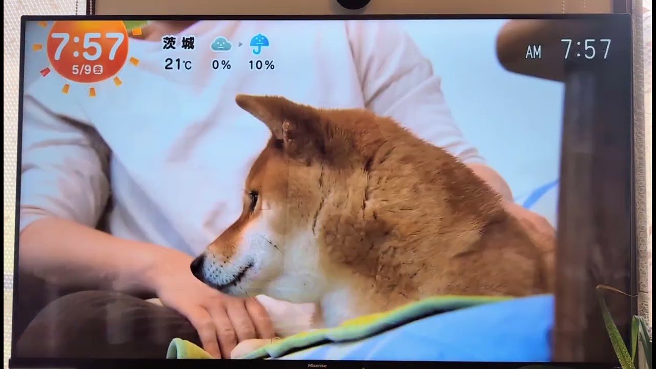 きょうのわんこ　柴犬ももちゃん
