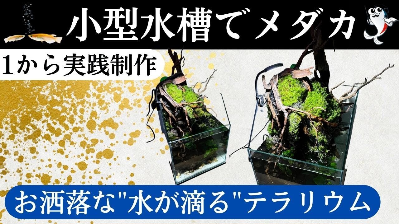 【メダカが泳ぐおしゃれな小型水槽】苔と流木&幻の溶岩石を使った