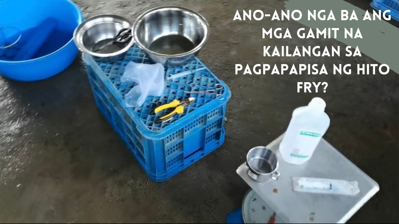 Vlog #33: Hito Hatchery Part 6 | Ano nga ba ang mga gamit na kailangan sa pagpapapisa ng hito fry?