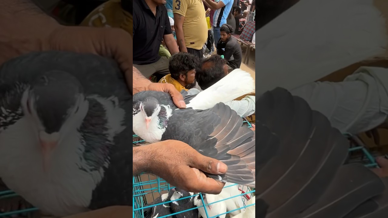 Jama Masjid Kabootar Market Delhi 2024 #jamamasjid #kabootar #market #delhi #sunday #2024 #shorts