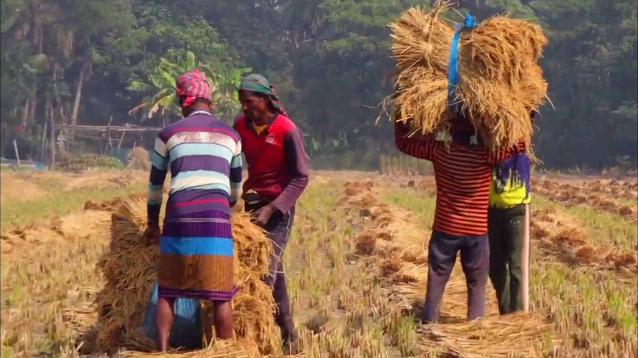 যেভাবে আমরা মাঠ থেকে ধান সংগ্রহ করি।  We collect Paddy from field. 
