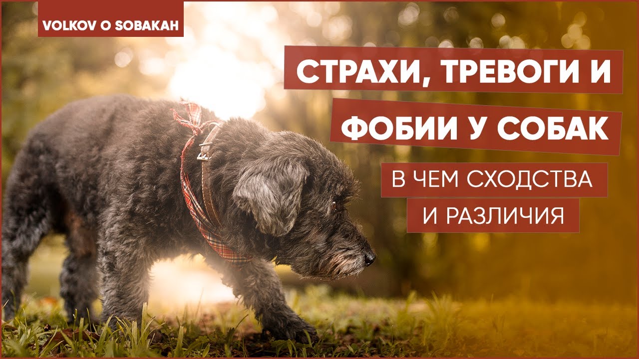Страхи, тревоги и фобии у собак. В чем сходства и различия.
