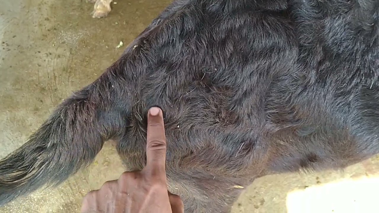 last month pregnant goat care