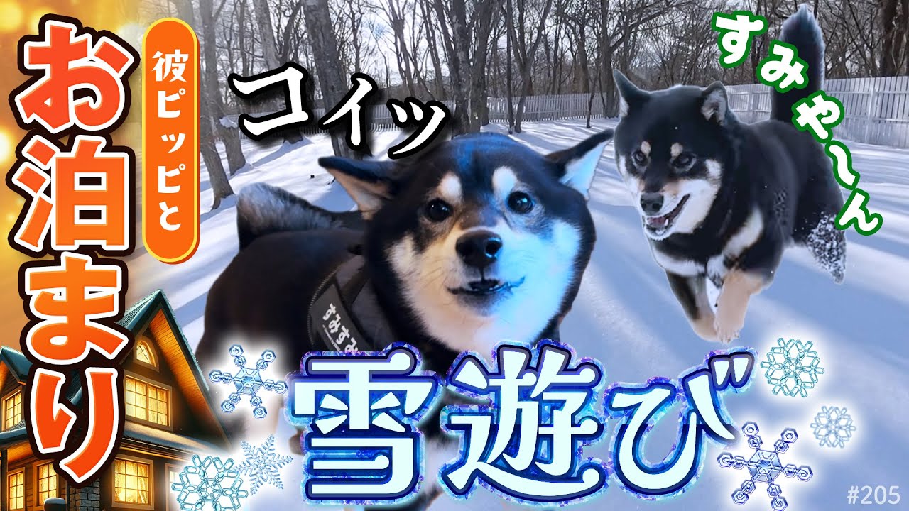 彼氏？とお泊まりで雪遊びする柴犬