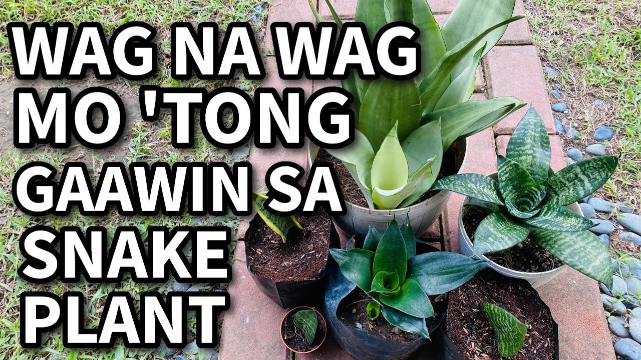 Wag na Wag mo tong Gagawin sa Snake Plants mo