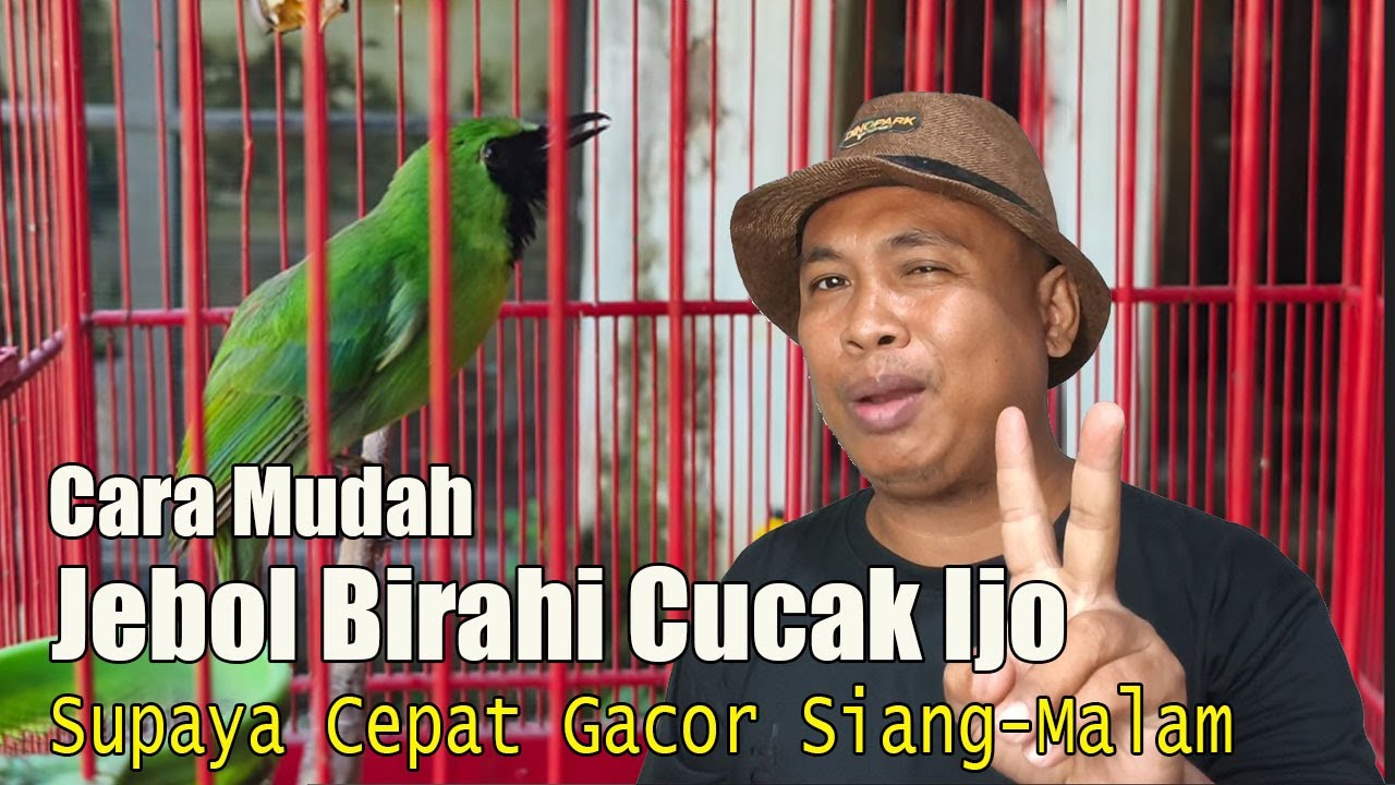 AKHIRNYA KETEMU! CARA PALING MUDAH DAN AMAN MENAIKKAN BIRAHI CUCAK IJO TANPA DOPING