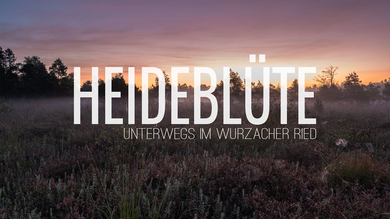 Heidebl&uuml;te - Unterwegs im Wurzacher Ried am fr&uuml;hen Morgen zur Heidebl&uuml;te