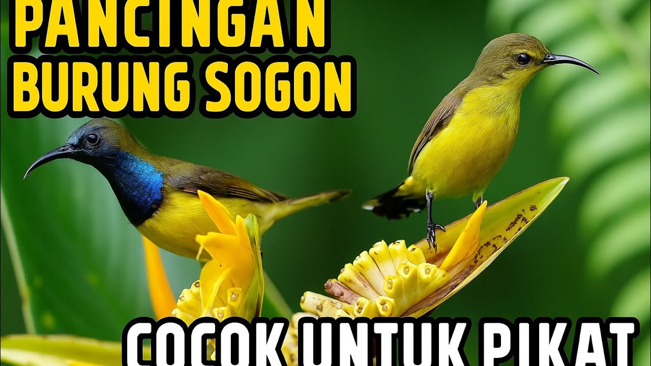 Pancingan burung Sogon gacor nge call cocok untuk pikat terapi burung sogon macet!! 
