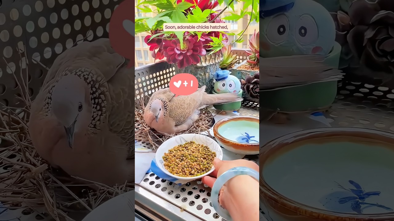 A woman found a turtle dove build nest in her balcony and then
