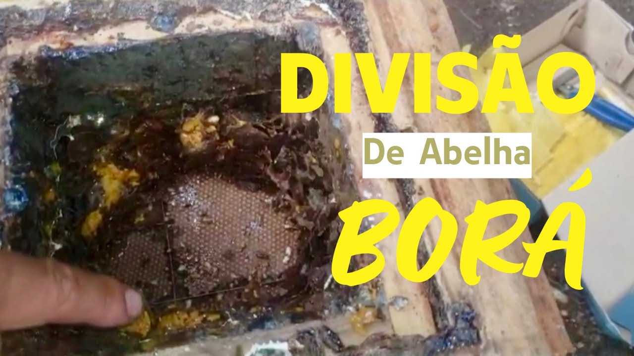 DIVISÃO de abelha BORÁ (Tetragona clavipes) pelo meliponicultor Jeamir Soares.