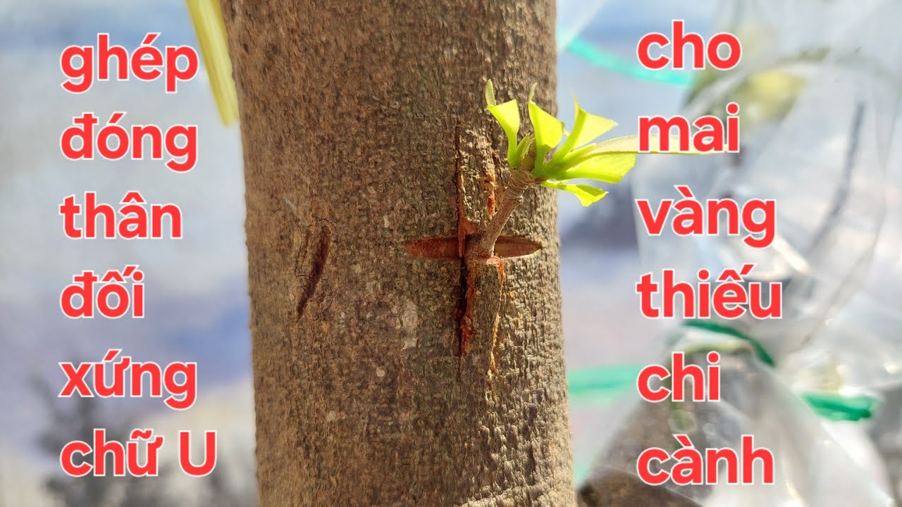 Ghép đóng thân chữ U đối xứng cho mai bị thiếu chi cành