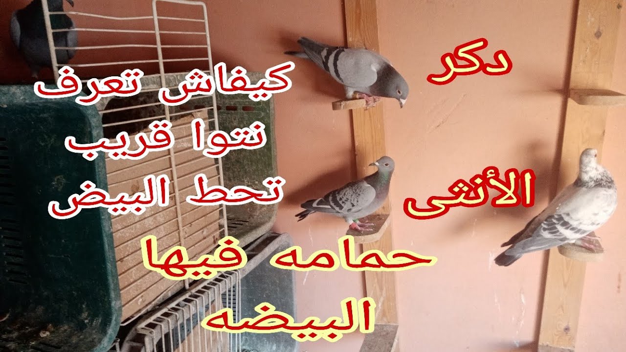 كيفاش تعرف أنثى الحمام قريب تحط البيض الحمد لله بداية الإنتاج