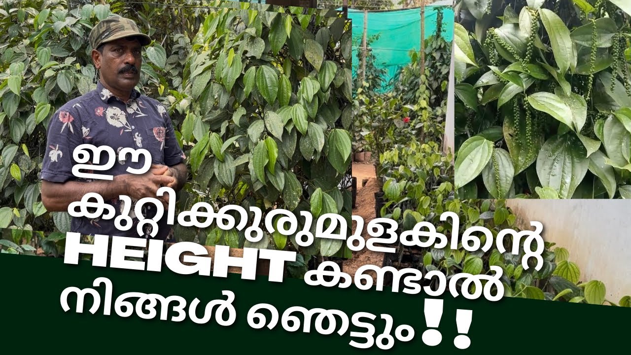 കുറ്റിക്കുരുമുളകിന്റെ hieght കൂട്ടാനും കൂടുതൽ തിരിയിടാനും ഇത്ര simple ആയിരുന്നോ 