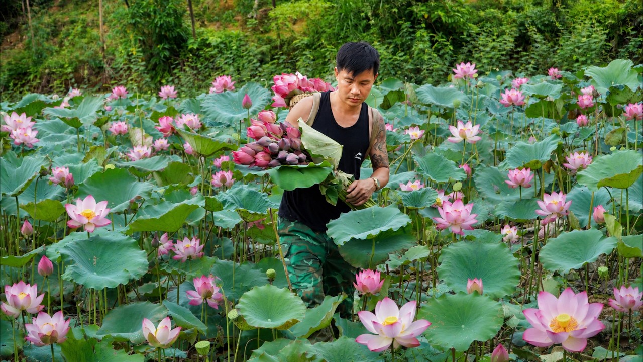 Most People Admire Lotus Flowers - Kind CEO Decides to Cook Them Instead