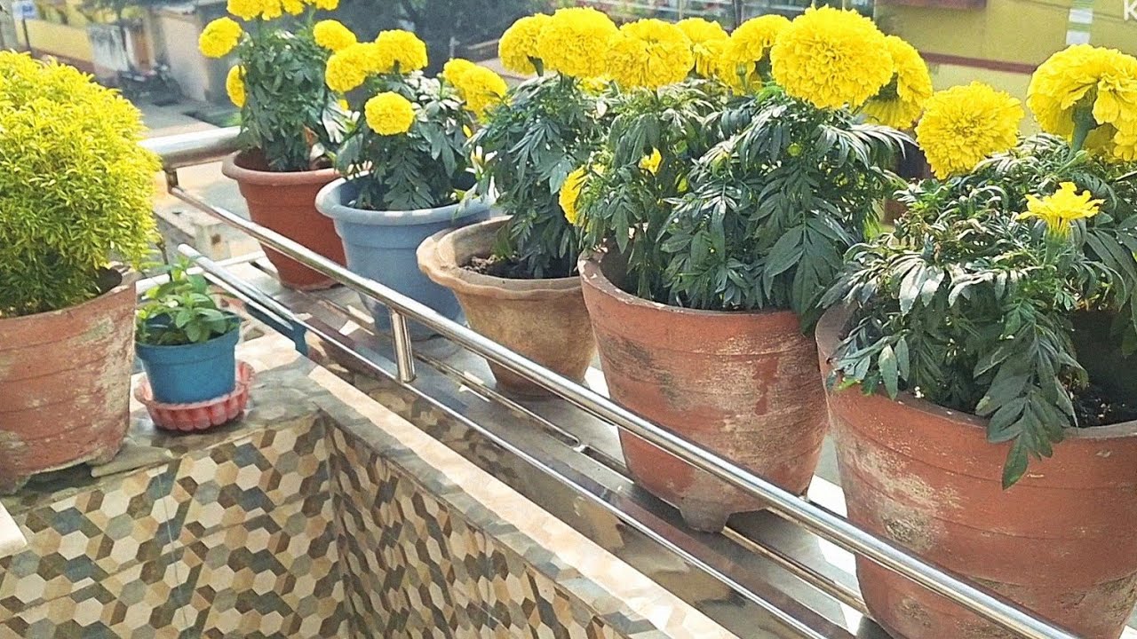মকর সংক্রান্তির আগের দিন আমার খুব ভালো কাটলো। আমি কিভাবে পিঠে তৈরি করলাম