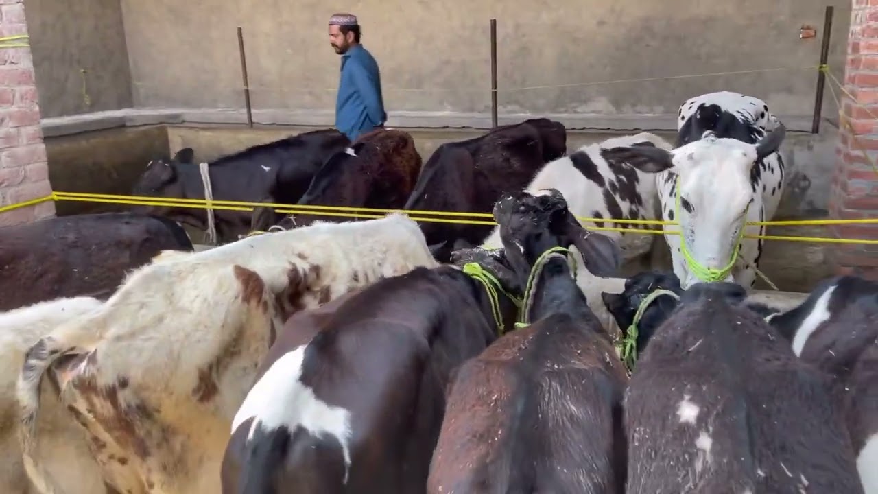 janwaron ka chara or batakh k bachy