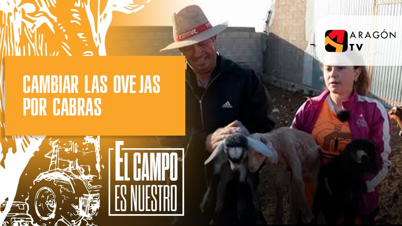 ¿Está Raquel pensando en cambiar las ovejas por cabras?