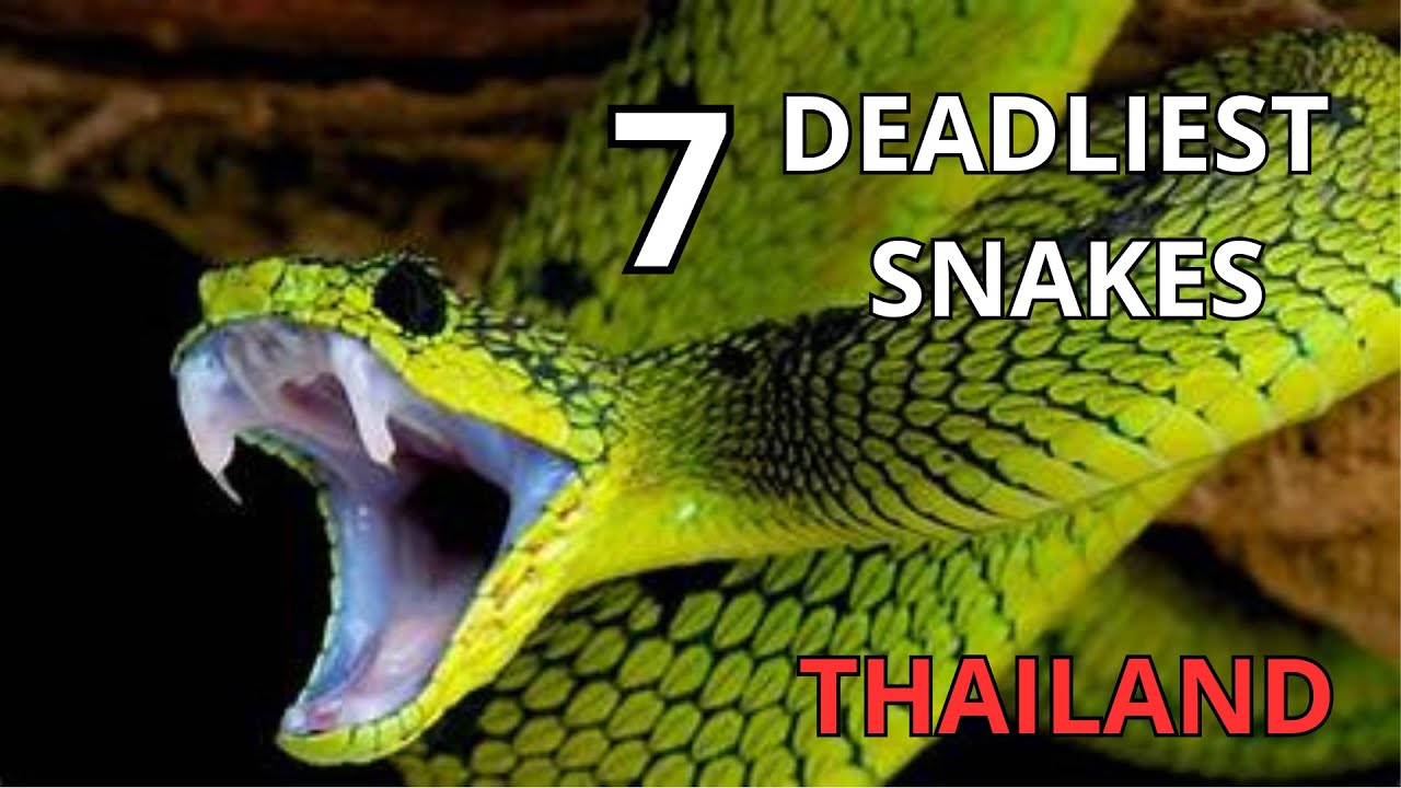 deadliest snakes of thailand and how to identify them