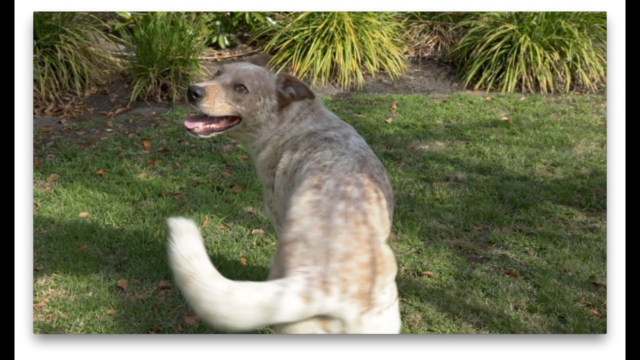 Dogs' Brain and Cognitive Health