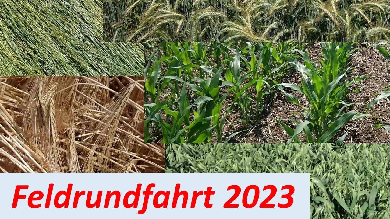 Feldrundfahrt vor der Ernte 2023