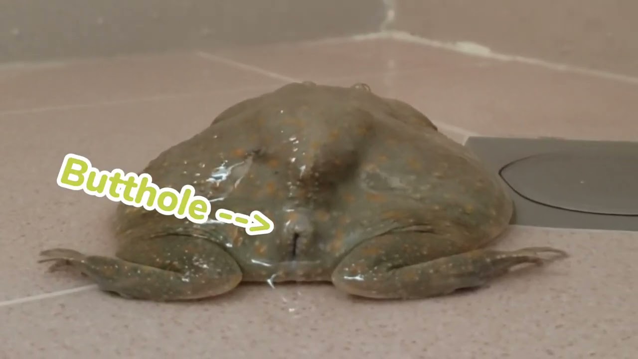 Budgett's Frog : Lazy Walk