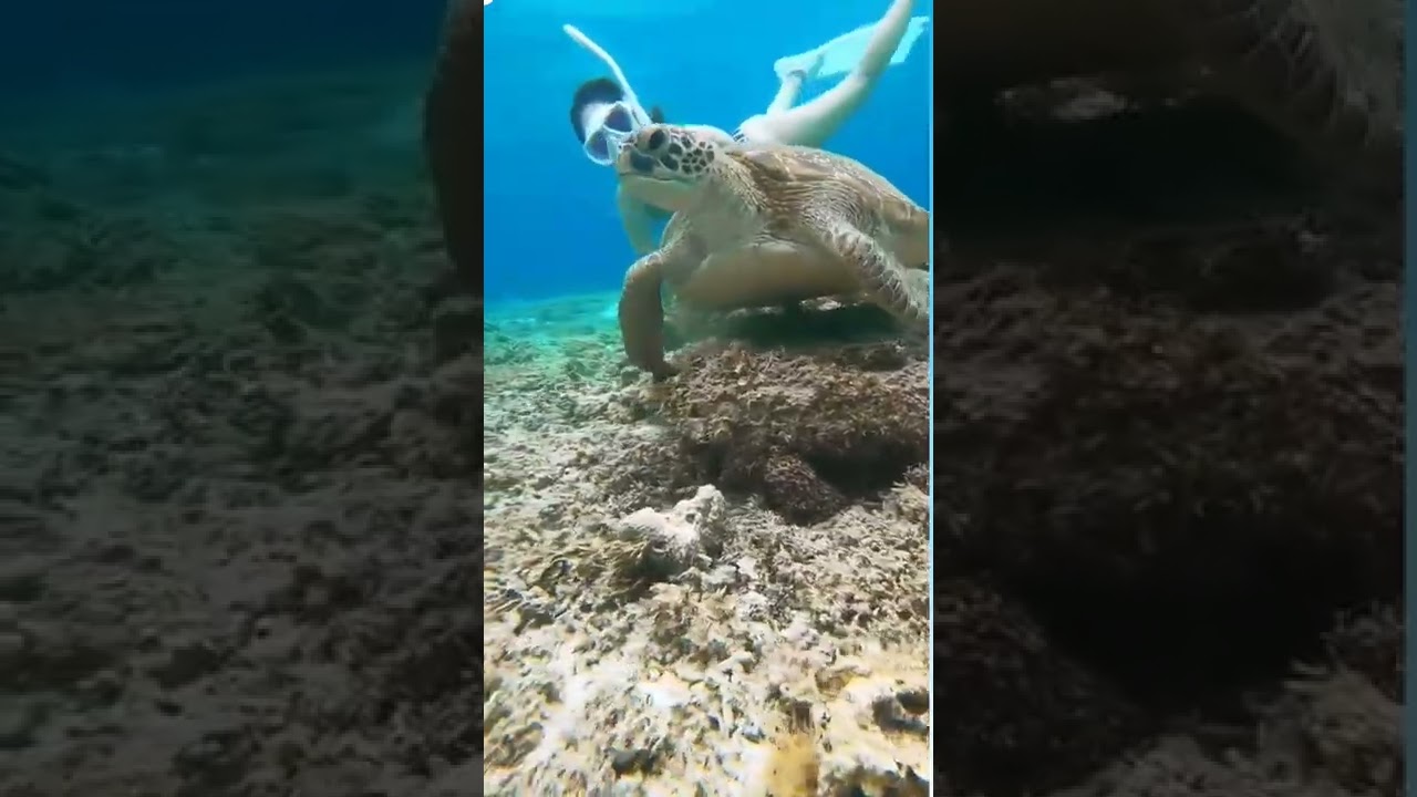 yamyamyam😋🍽💚...#visit_zamami#visitokinawajapan#greenturtle#honu#naturegeography#paradice#okinawa