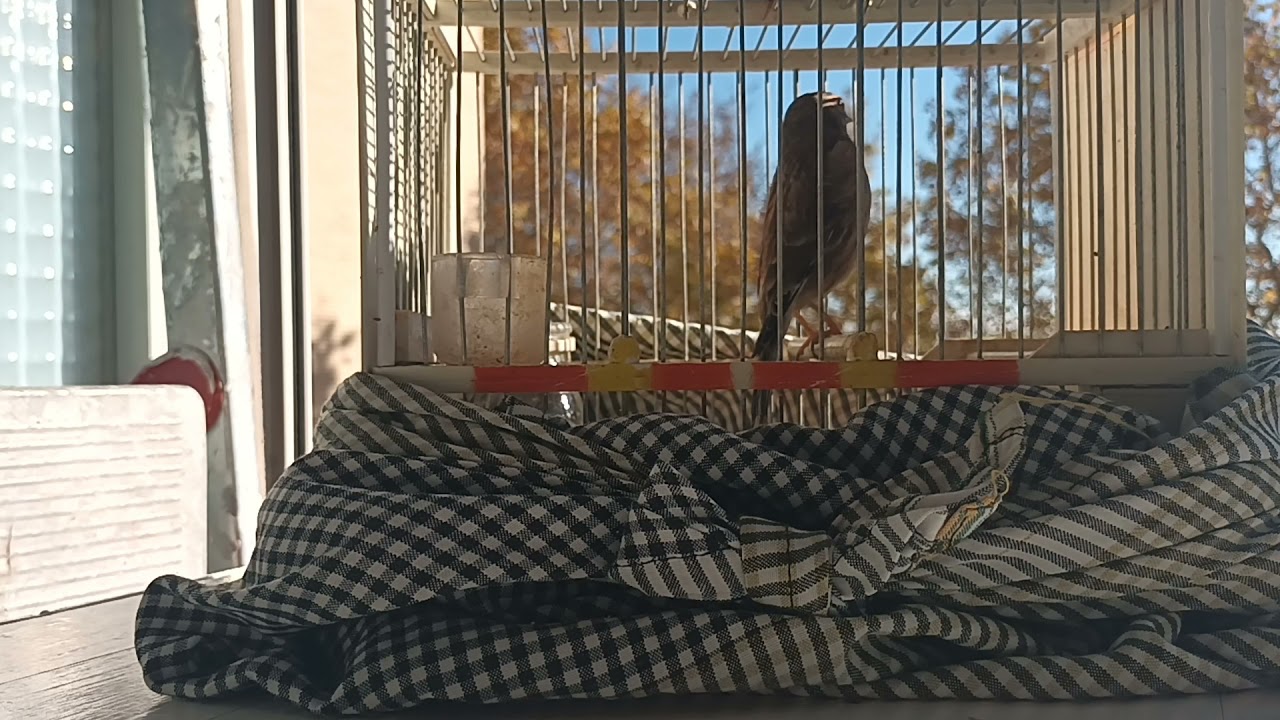 pardillo  bueno para la pega de mesa