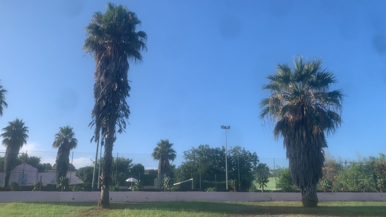 Как отличить: Washingtonia robusta от filifera и filibusta