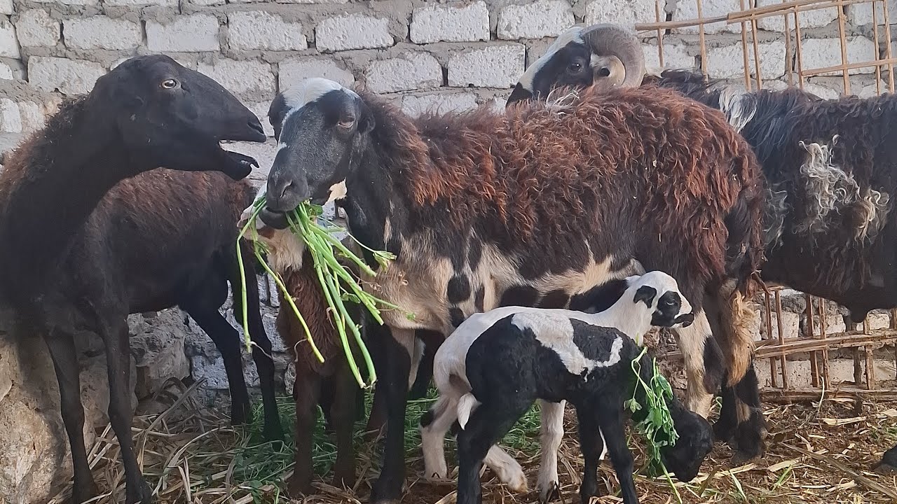 ت 23/2 نوادر ابو كيان الاسؤانى 3 نعجات والدين مجاؤز ومعاهم خروف طلوقة بالضمان ببلاش  01119110267 