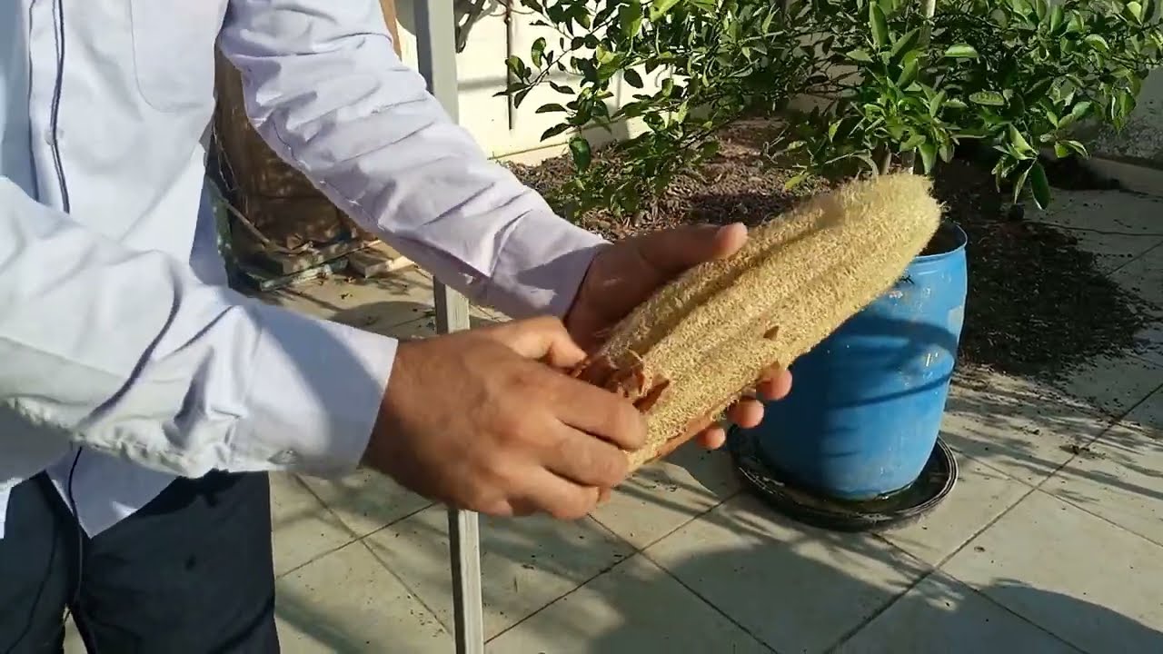 حصاد اللوف زراعة اللوف علي الأسطح والبلكونه