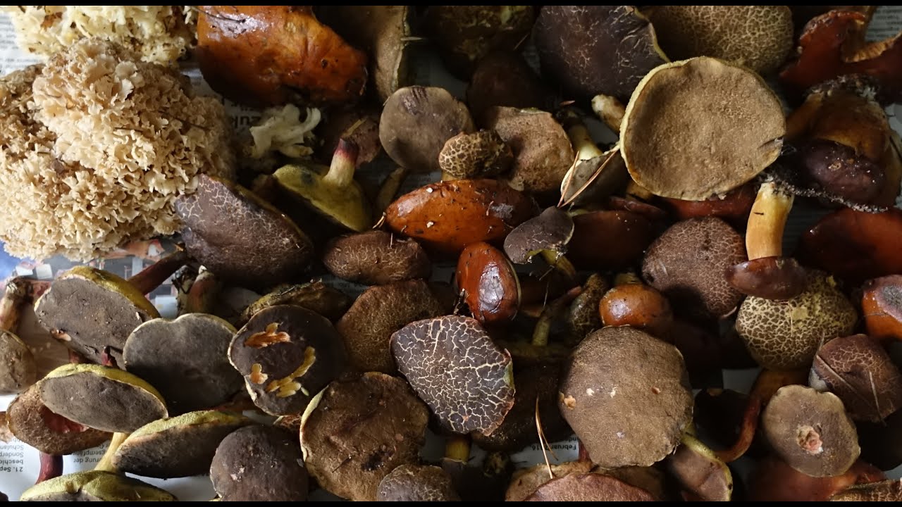 Pilze sammeln: Dübener Heide (Oktober 2019)