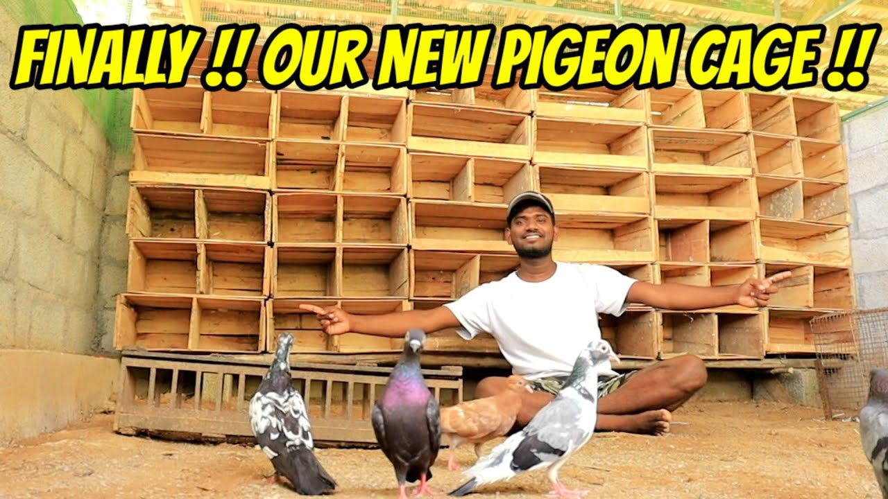 💥🕊️Finally NEW CAGE For All My " ROLLER PIGEONS "