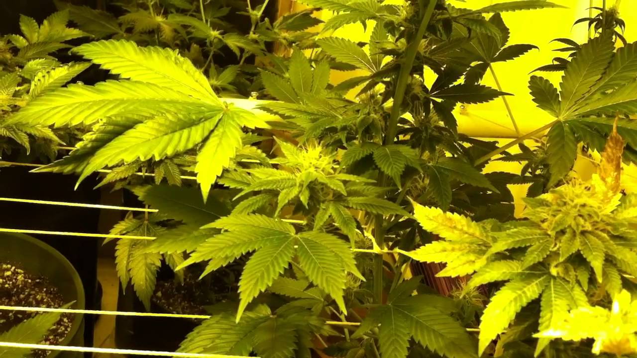 LaPlata Labs Update
