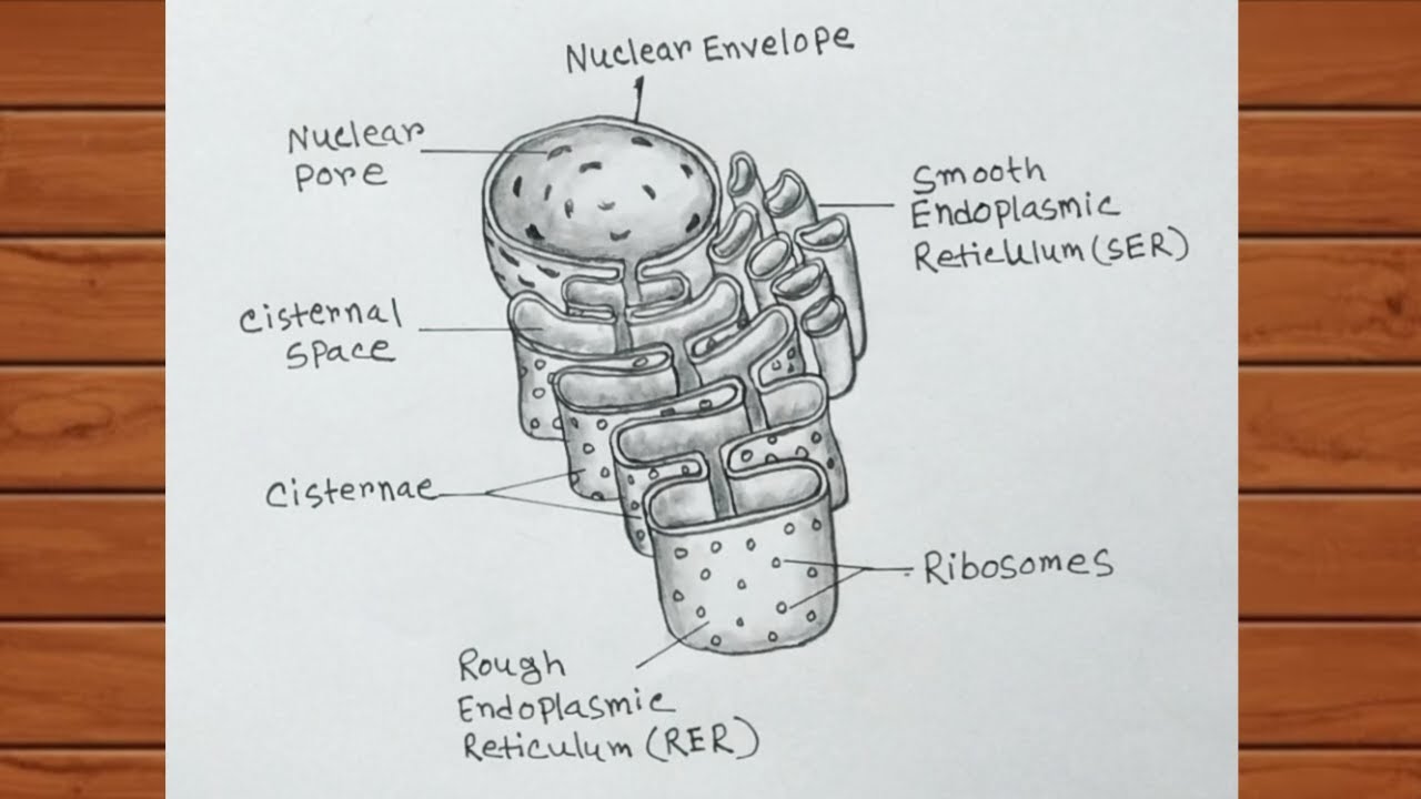 How to Draw Endoplasmic Reticulum Diagram Step by Step / Biology Diagram
